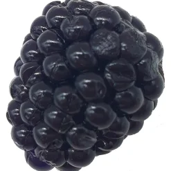 Adam s Leurres Truite * Leurre Souple Adam's Mure - 2.8Cm - Par 8