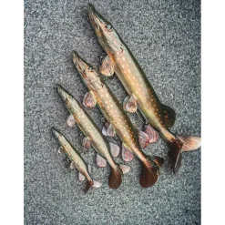 Fox Rage Leurres Carnassiers * Leurre Souple Armé Ultra-Realistic Pike Replicant